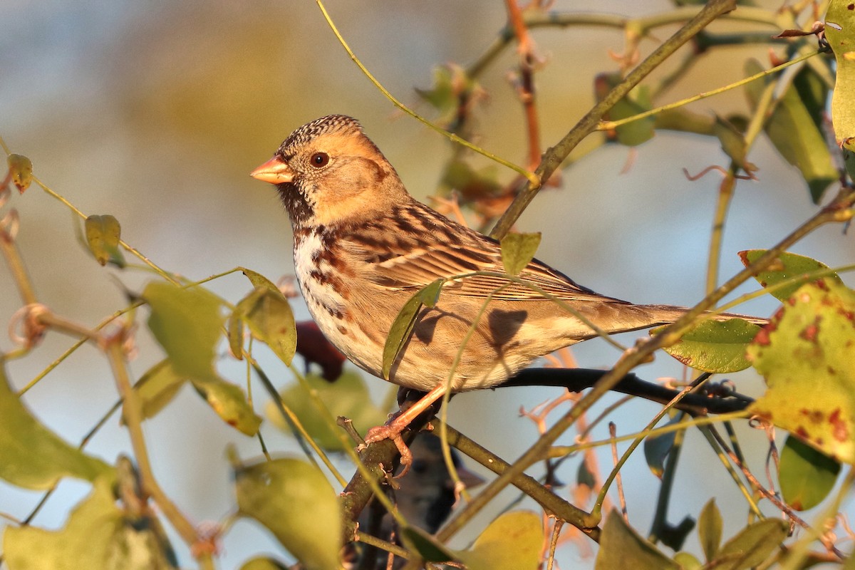 Harris's Sparrow - ML646641044