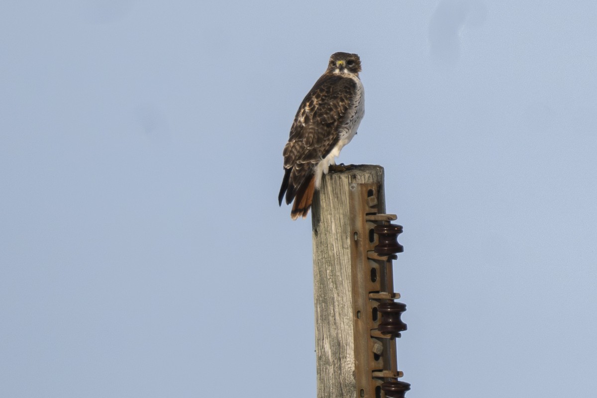 Zapelatz buztangorria - ML646641045