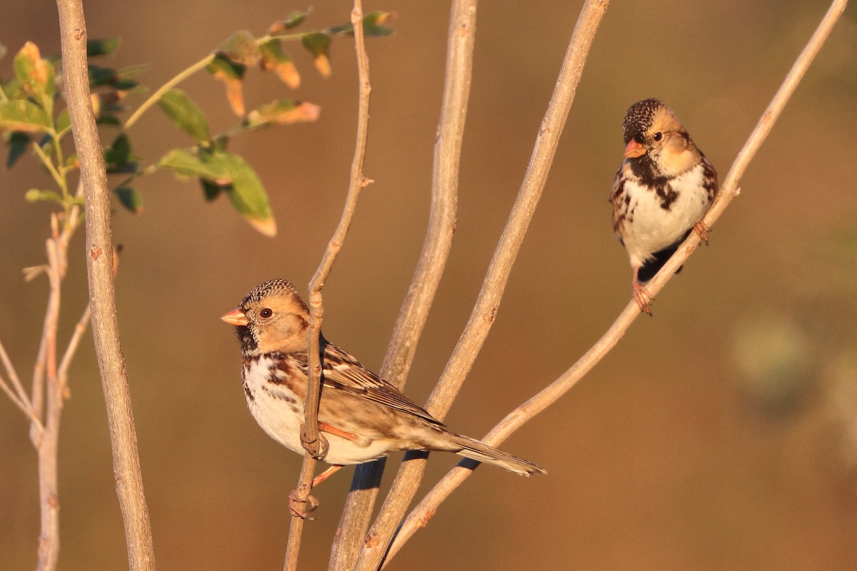 Harris's Sparrow - ML646641046