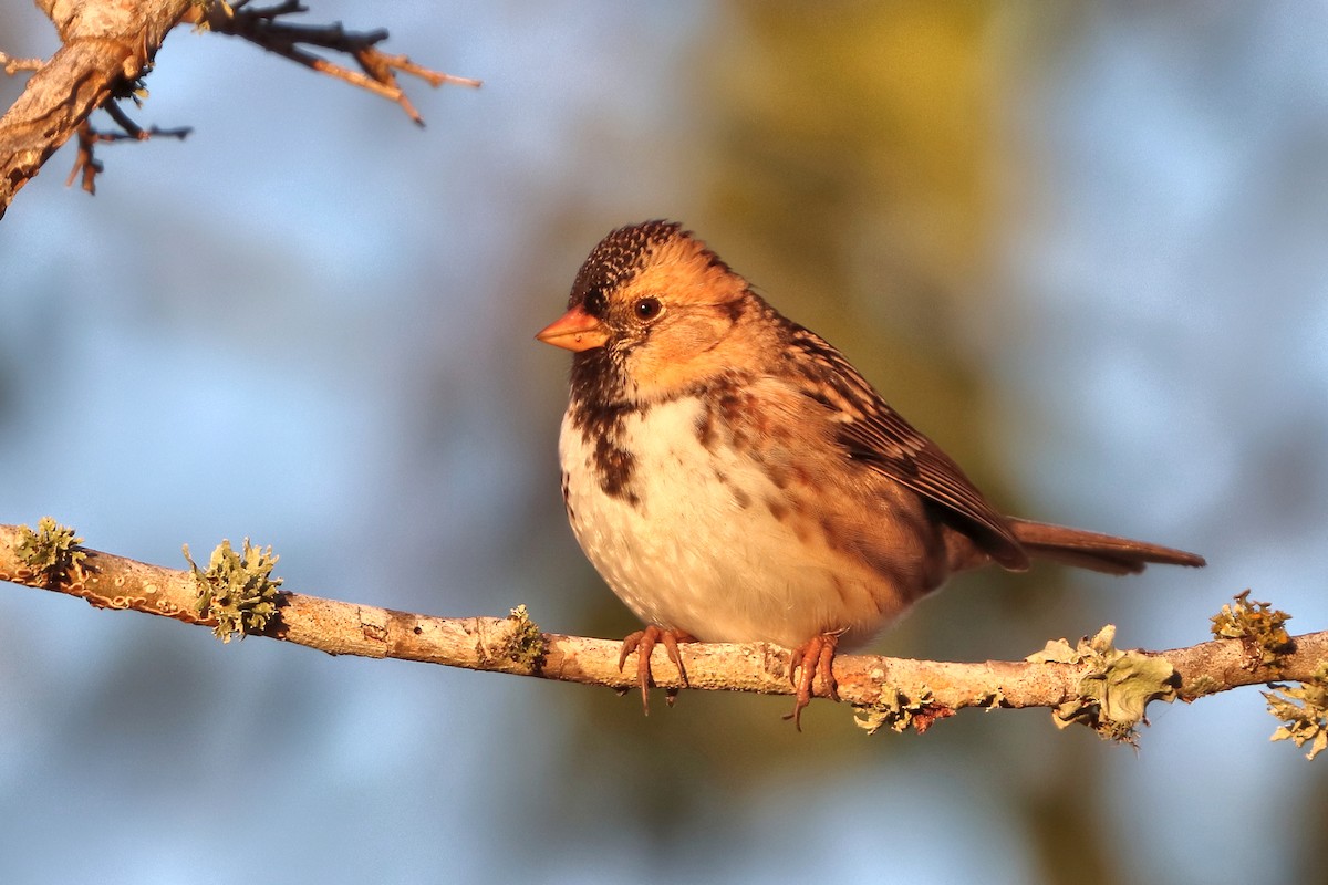 Harris's Sparrow - ML646641047