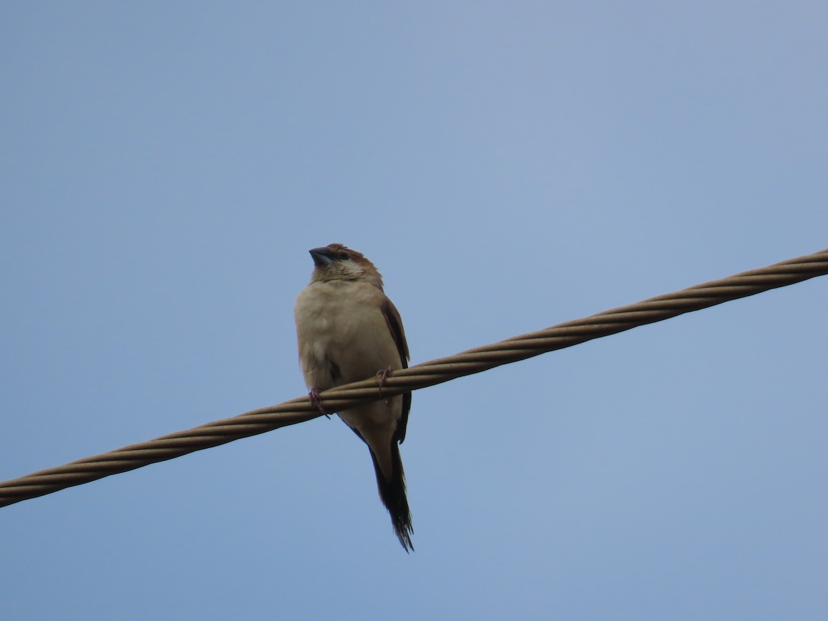 Indian Silverbill - ML646641048