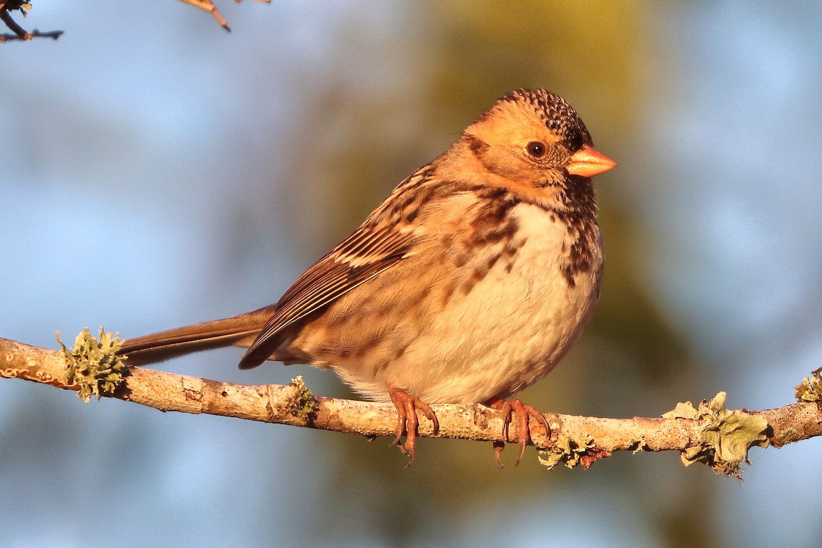 Harris's Sparrow - ML646641049