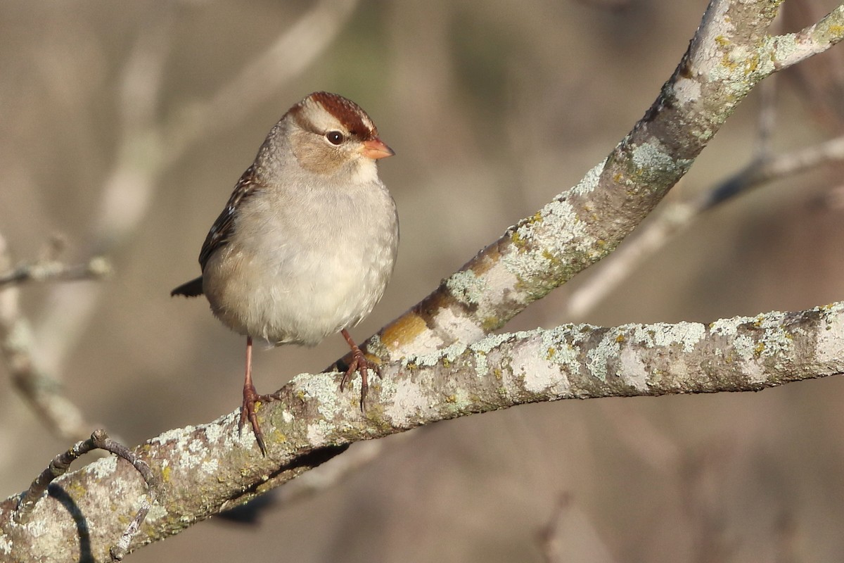 White-crowned Sparrow - ML646641050