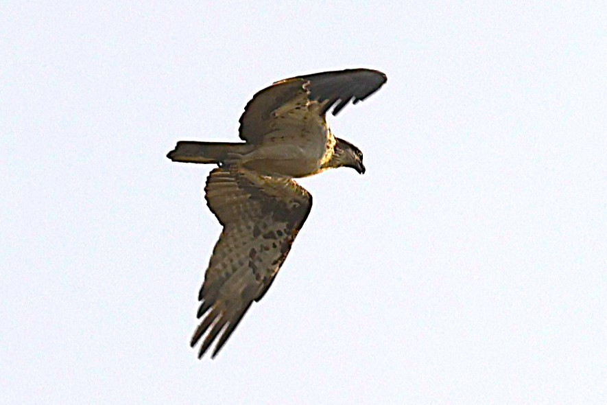 Águila Pescadora - ML646641051