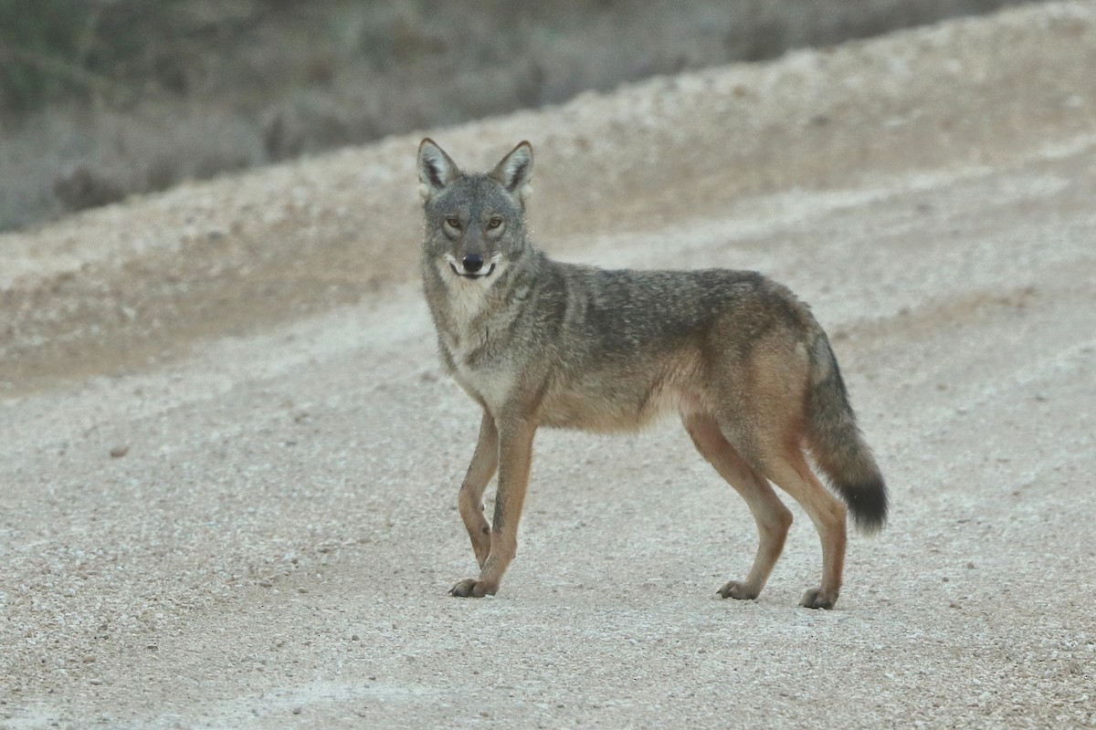 Coyote - ML646641052
