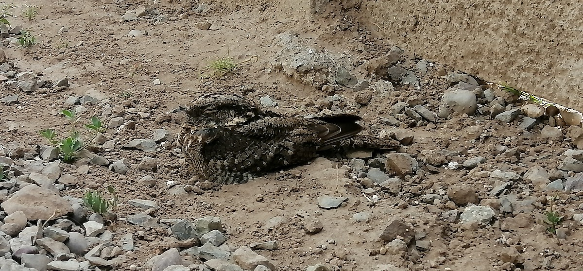 Band-winged Nightjar - ML646641055