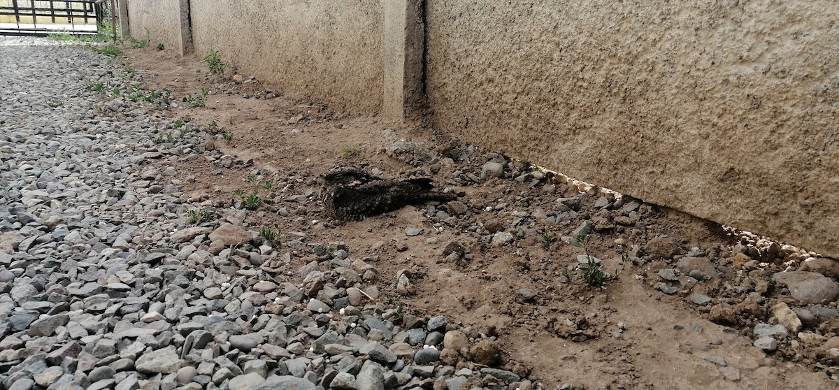 lelek pruhokřídlý - ML646641056