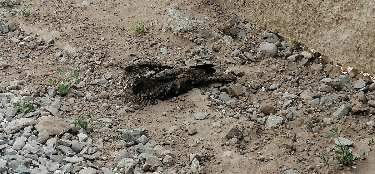 lelek pruhokřídlý - ML646641057