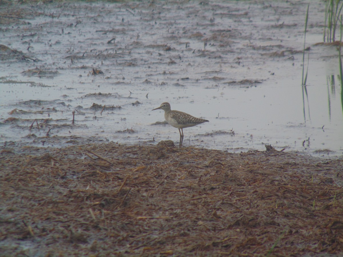 白腰草鷸 - ML646641058