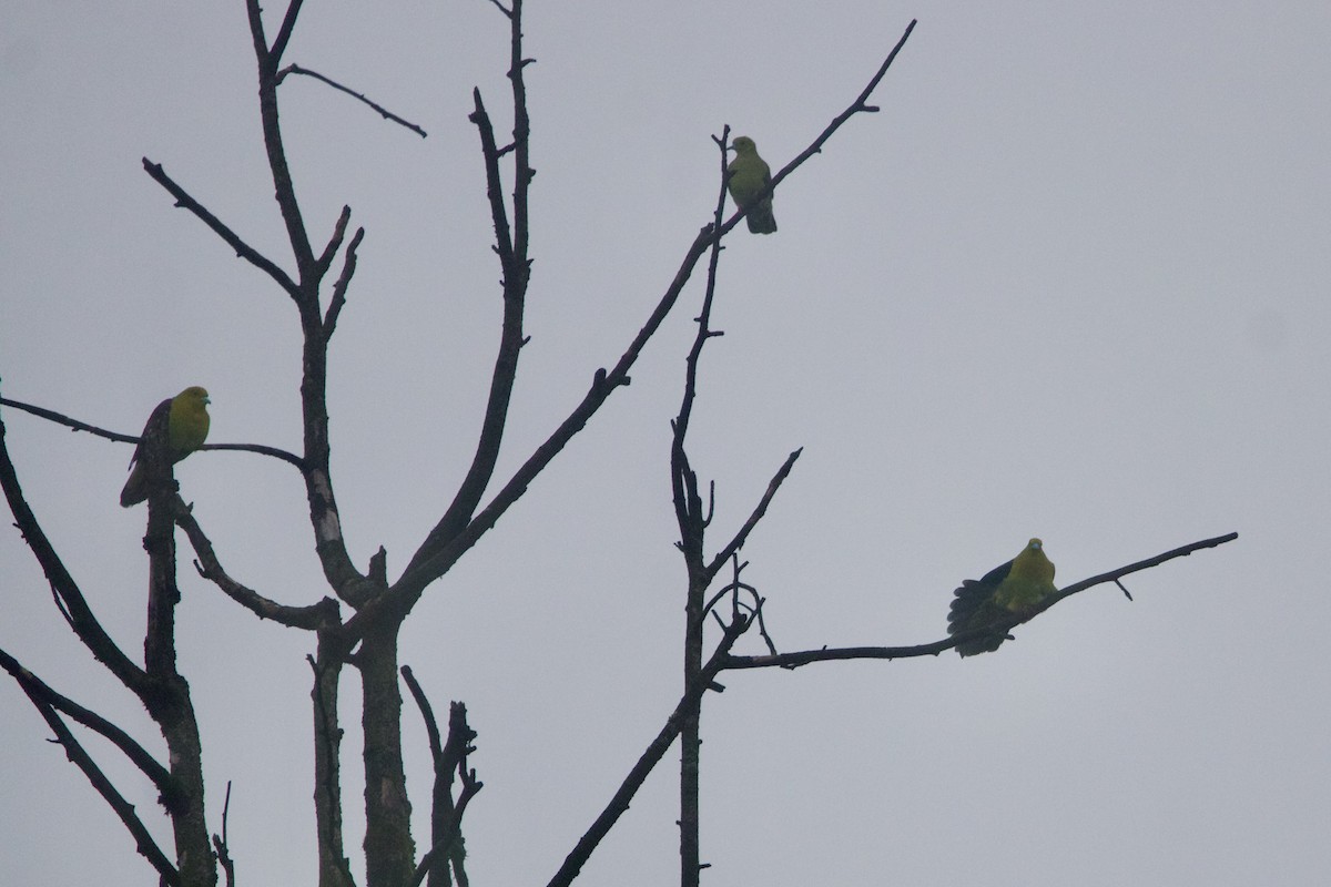 Wedge-tailed Green-Pigeon - ML646641059