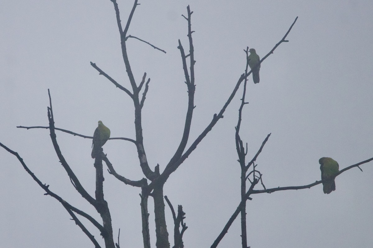 オナガアオバト - ML646641060