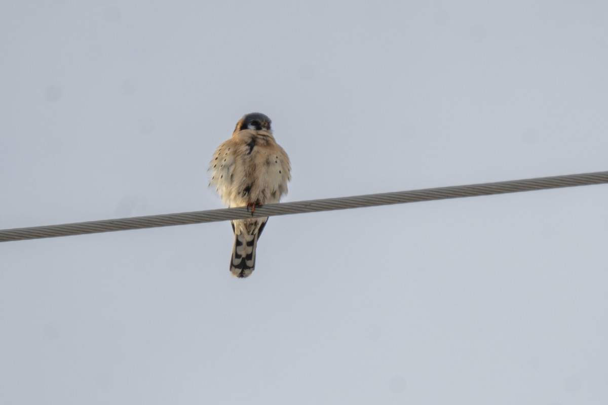 Belatz amerikarra - ML646641064