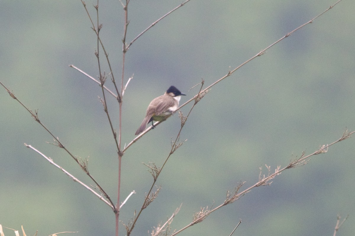 ノドジロヒヨドリ - ML646641067