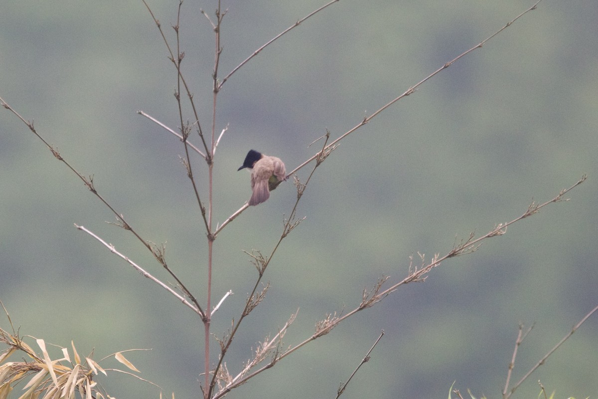 ノドジロヒヨドリ - ML646641068