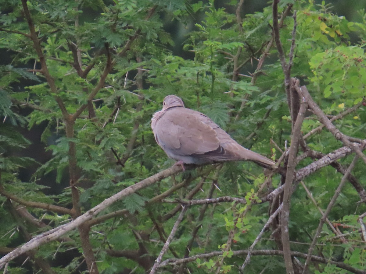 Eurasian Collared-Dove - ML646641073