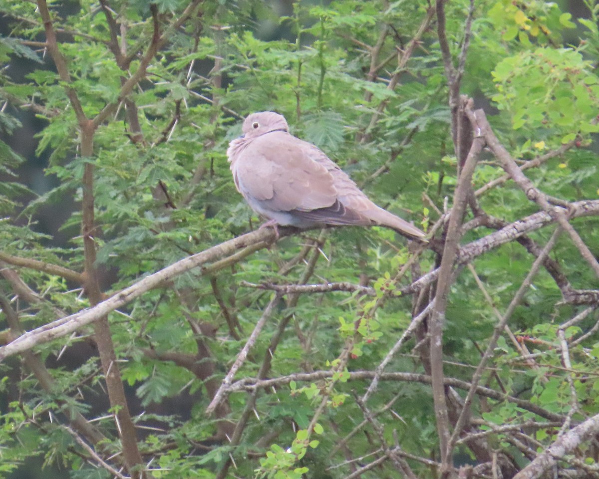 Eurasian Collared-Dove - ML646641074