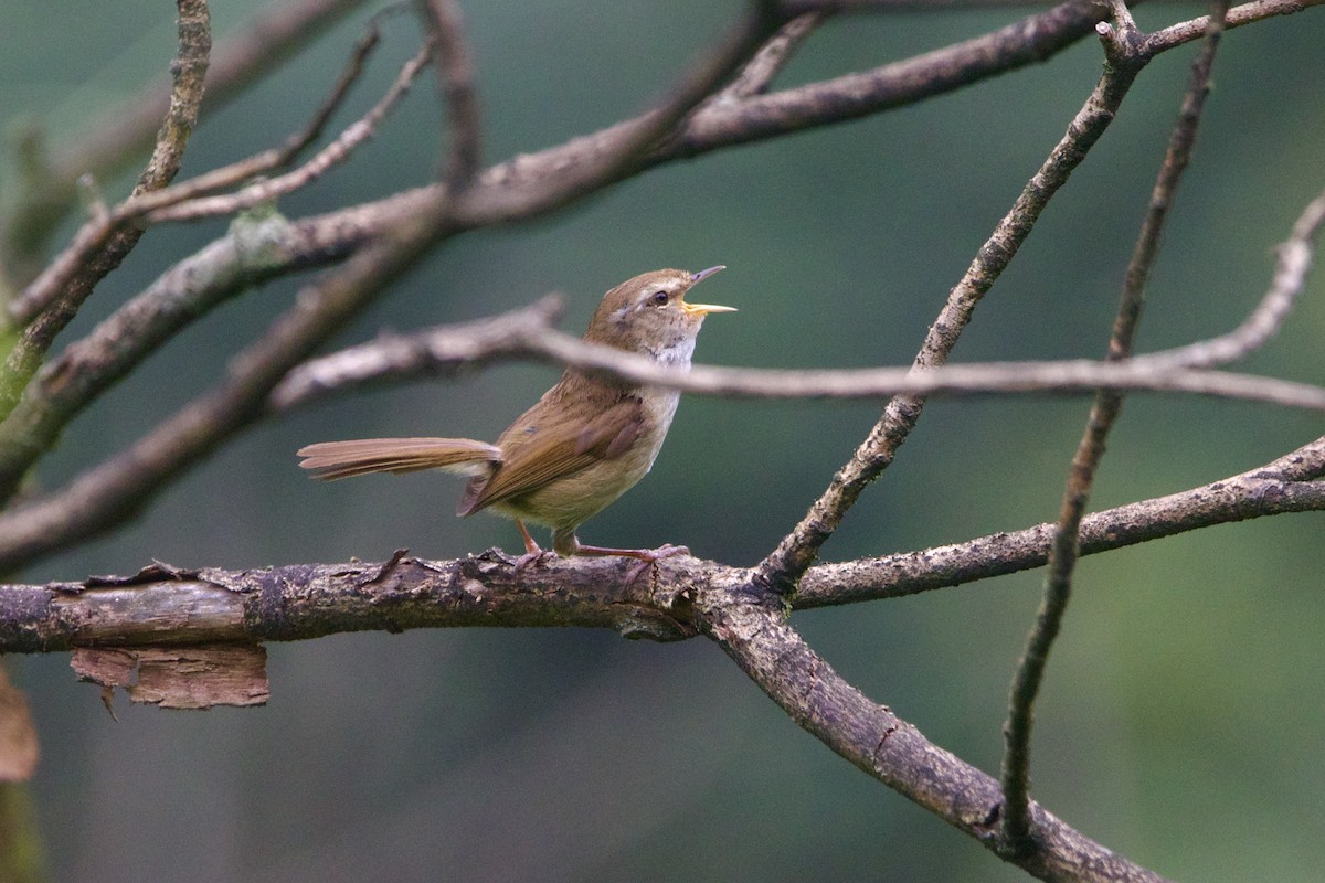 Широкохвістка вохриста - ML646641075