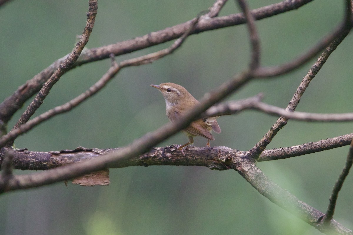 Широкохвістка вохриста - ML646641076
