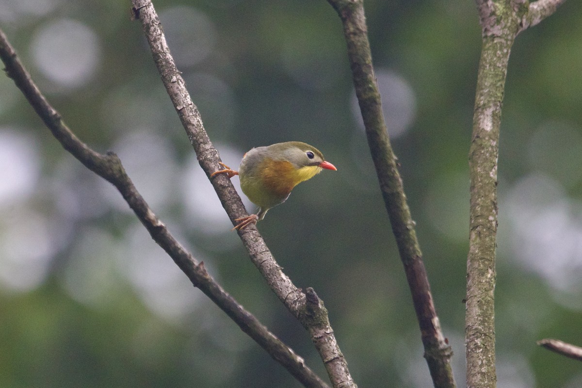 ソウシチョウ - ML646641079