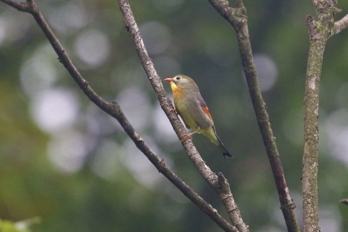 ソウシチョウ - ML646641080