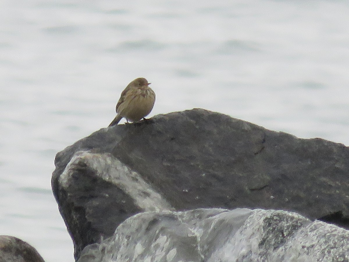 Spioncello del Pacifico - ML646641085