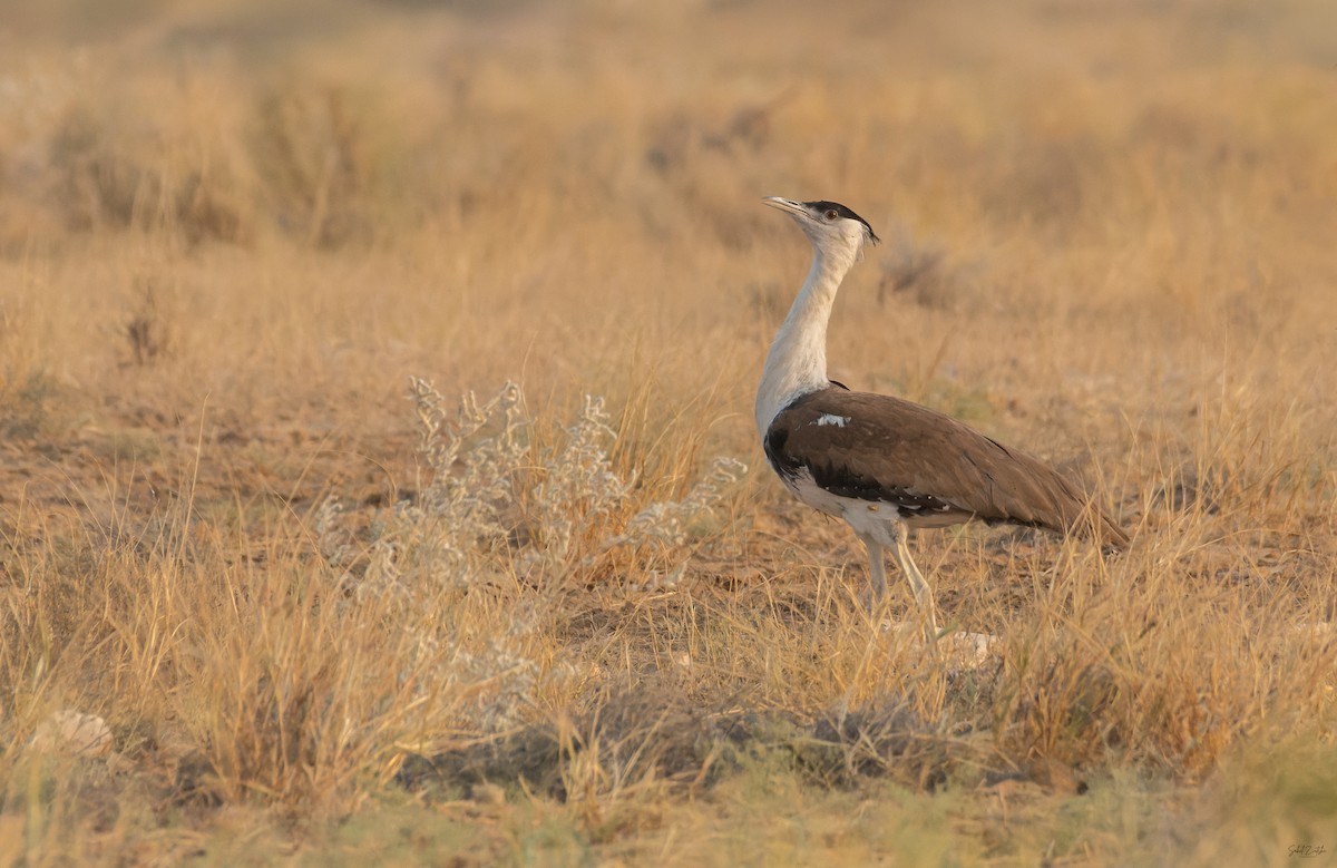 Outarde à tête noire - ML646641086