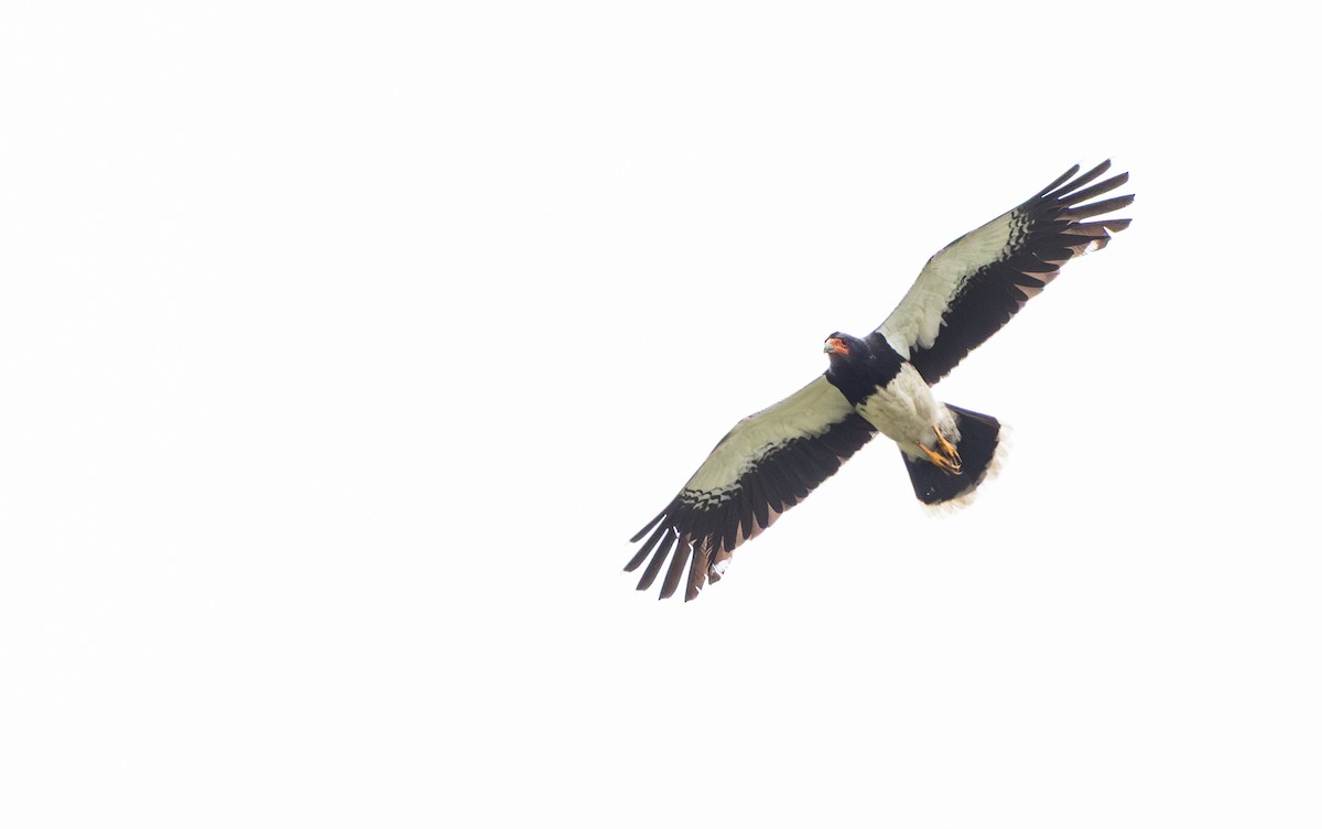 アンデスカラカラ - ML646641087