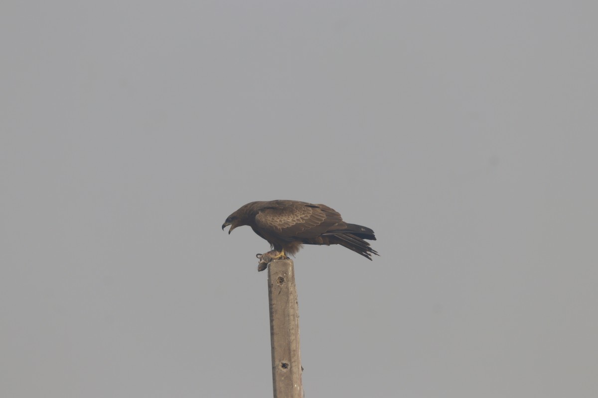 Black Kite - ML646641088