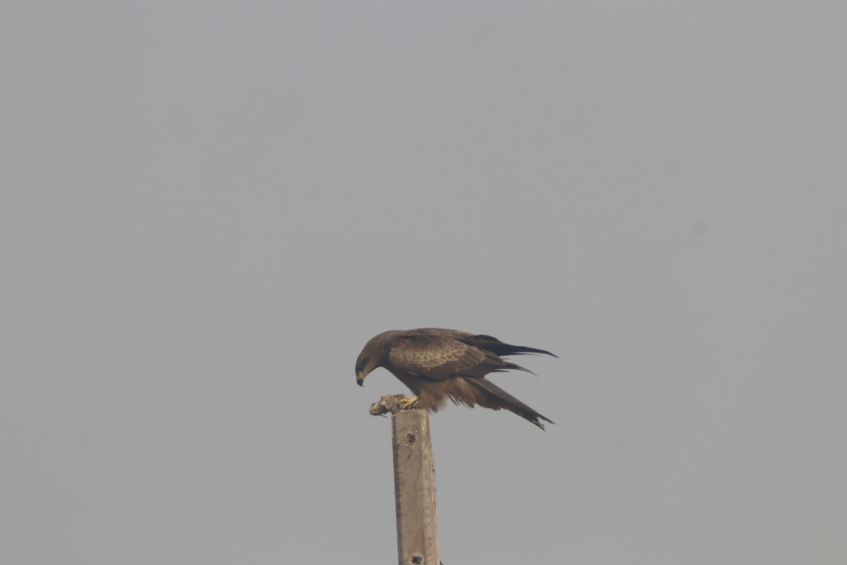 Black Kite - ML646641090