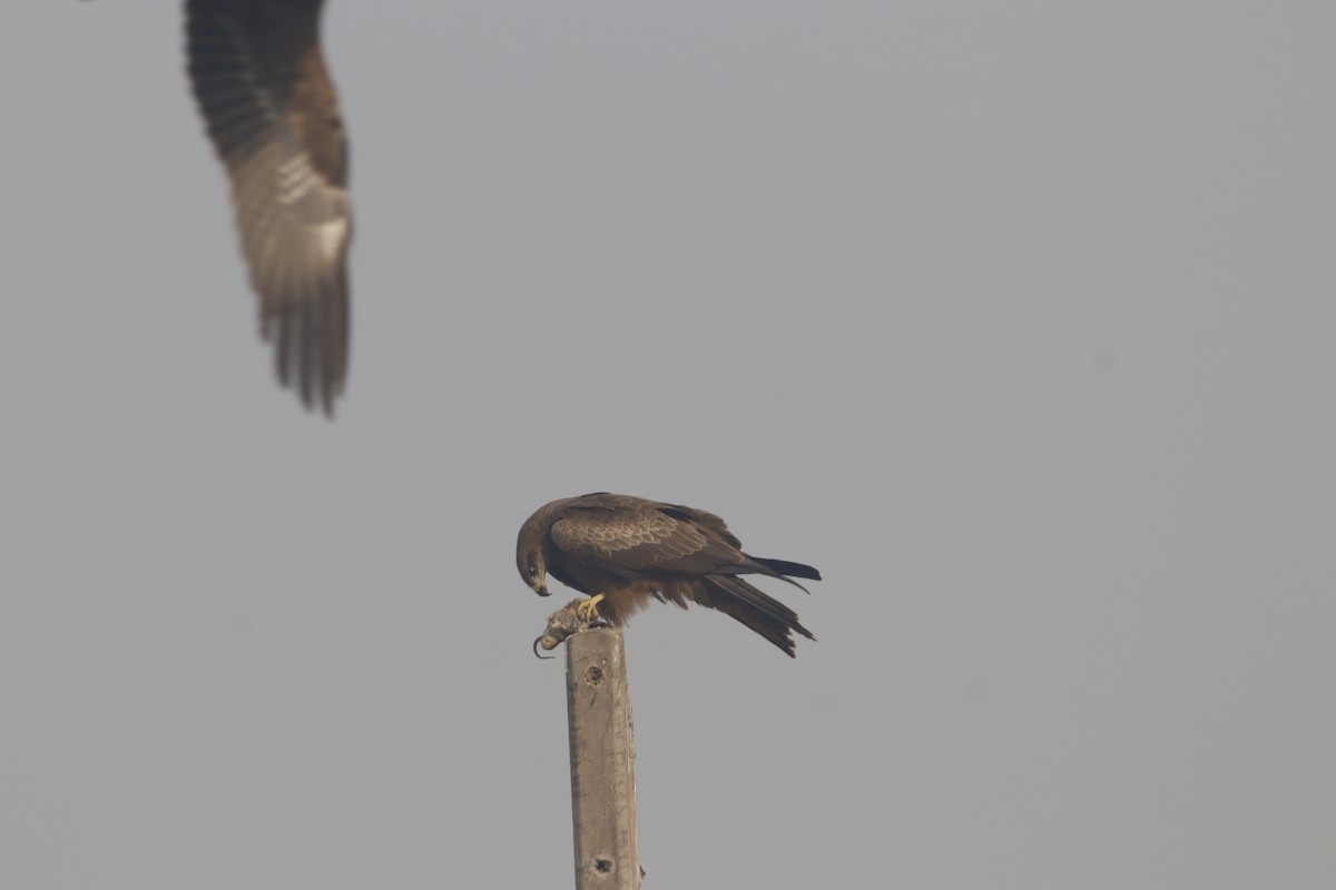 Black Kite - ML646641091