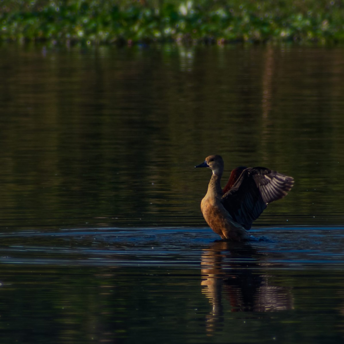 Lesser Whistling-Duck - ML646641095