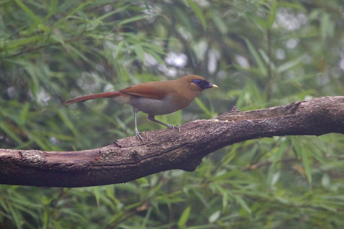 Buffy Laughingthrush - ML646641099