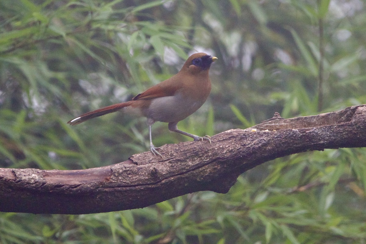 タケドリ - ML646641100