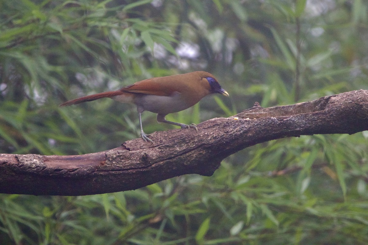 タケドリ - ML646641101