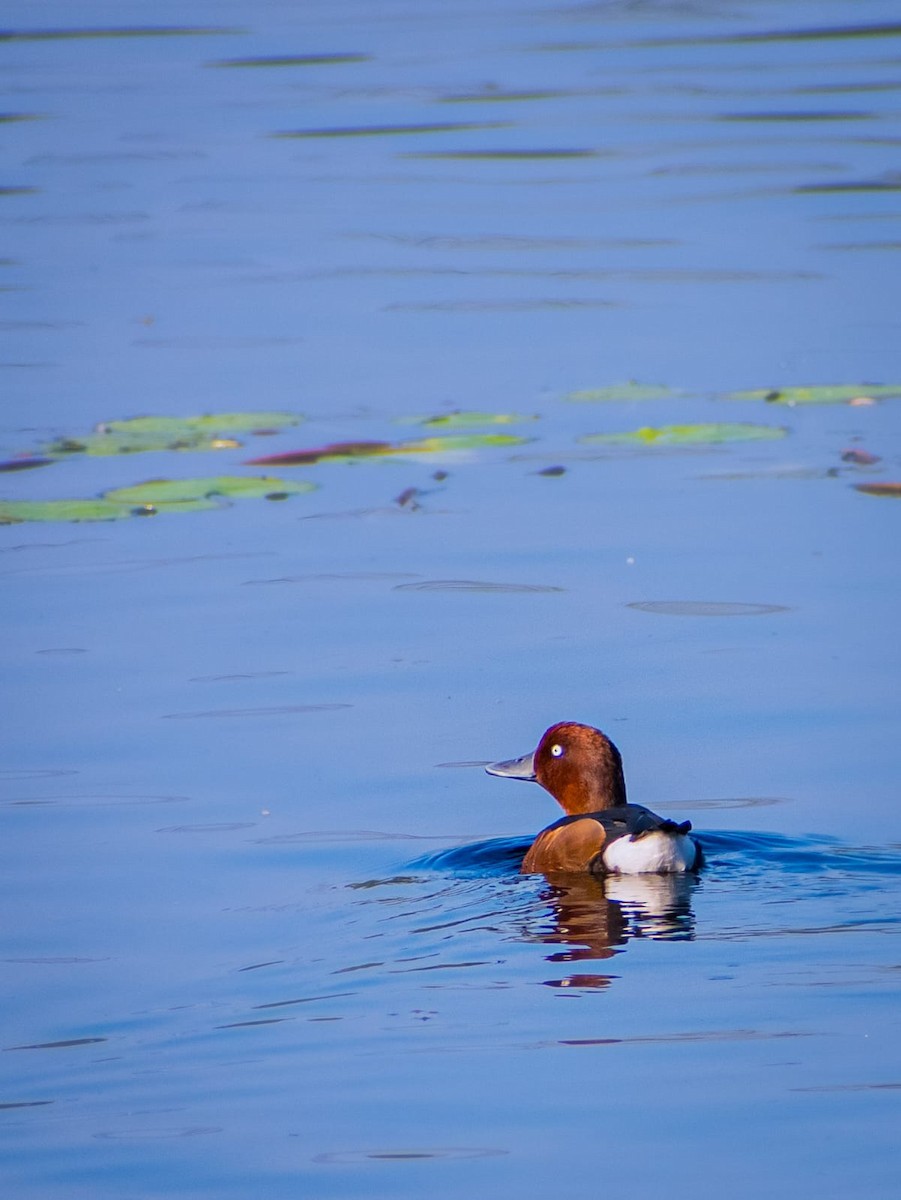 Ferruginous Duck - ML646641103