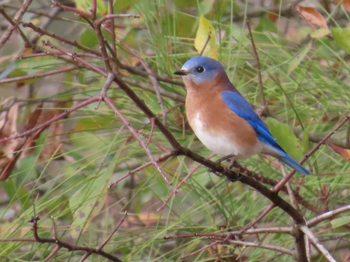 Eastern Bluebird - ML646641116