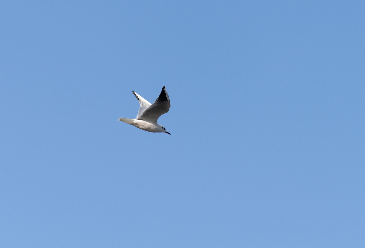 Black-headed Gull - ML646641119