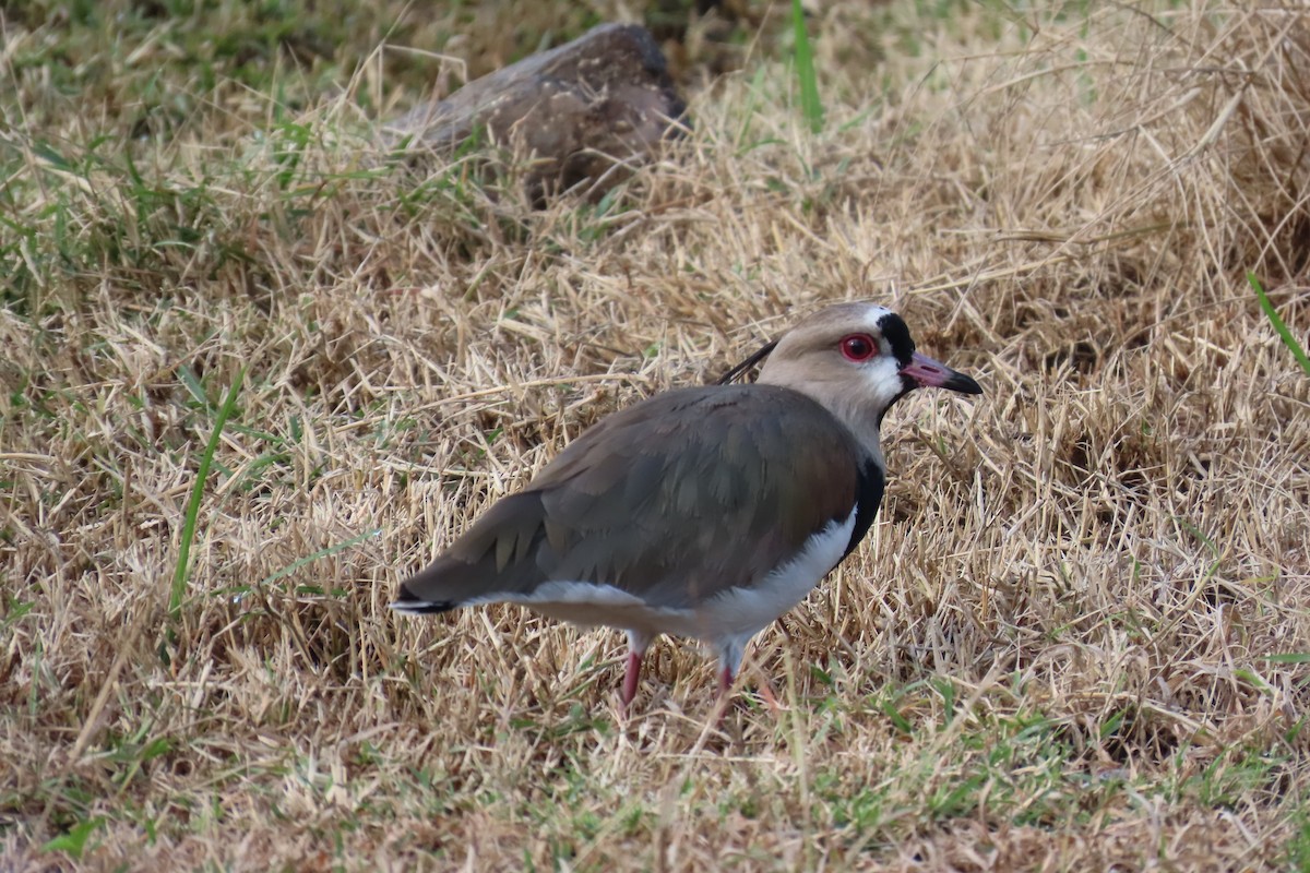 Southern Lapwing - ML646641120