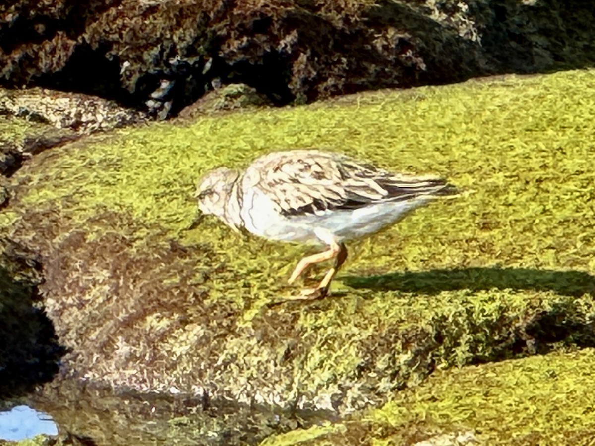 Ruddy Turnstone - ML646641122