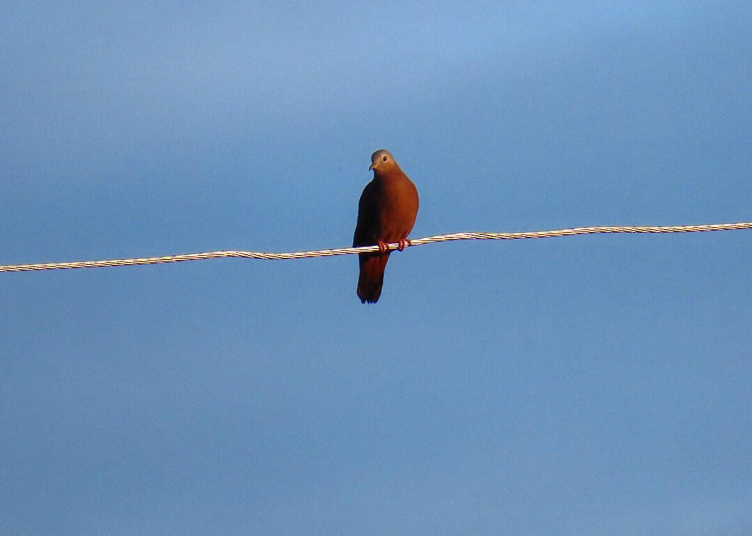 Ruddy Ground Dove - ML646641124