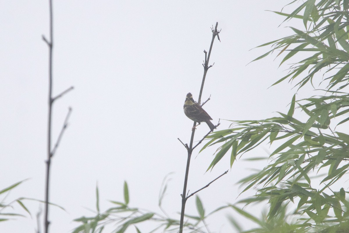 Yellow-throated Bunting - ML646641129