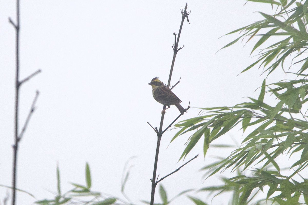 Yellow-throated Bunting - ML646641130