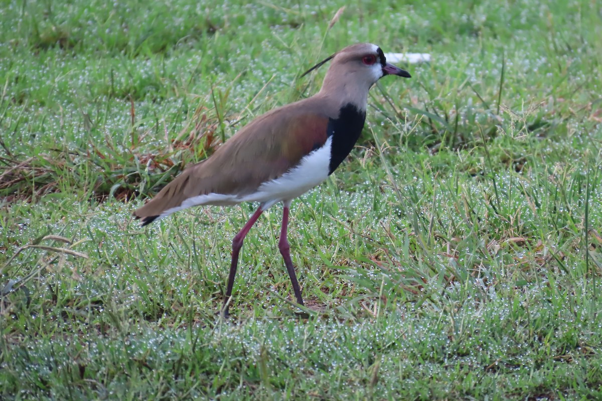Southern Lapwing - ML646641132