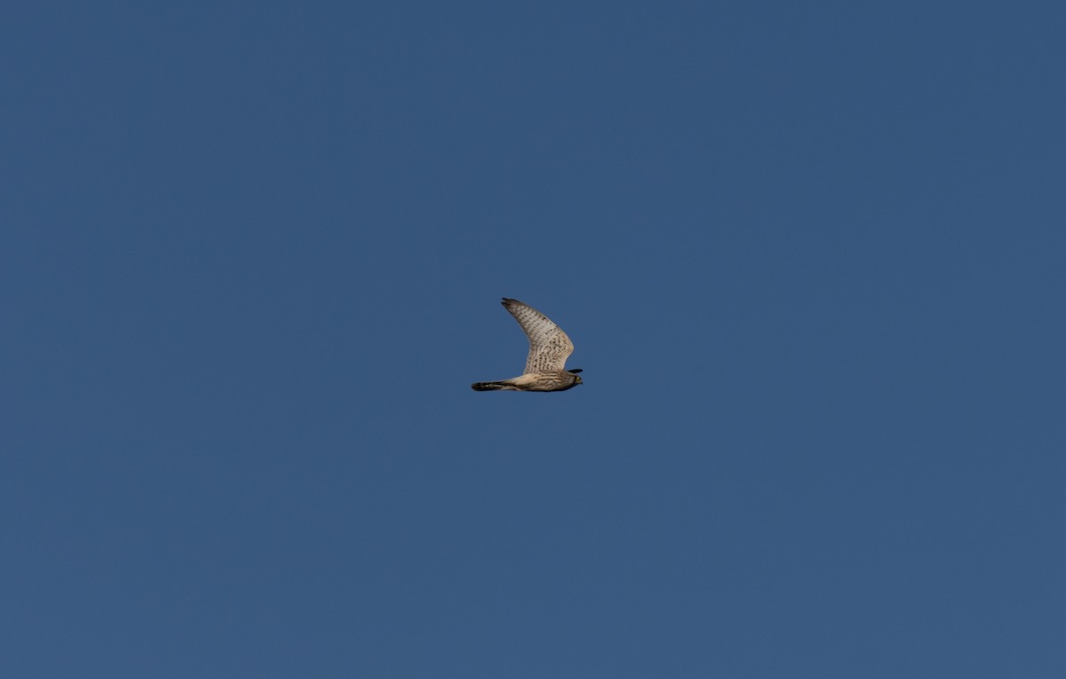 Eurasian Kestrel - ML646641134