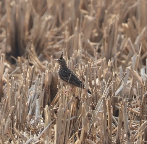 Malabar Lark - ML646641140