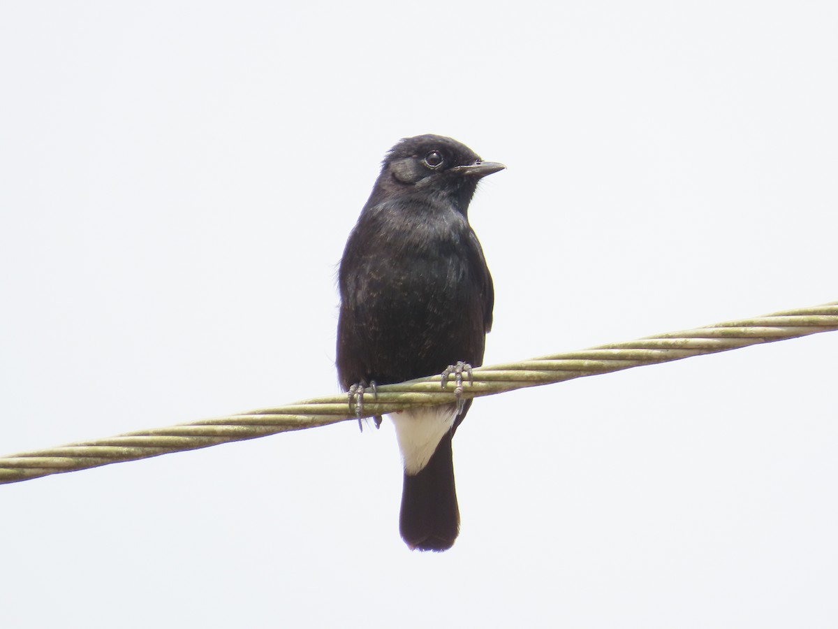 Pied Bushchat - ML646641141