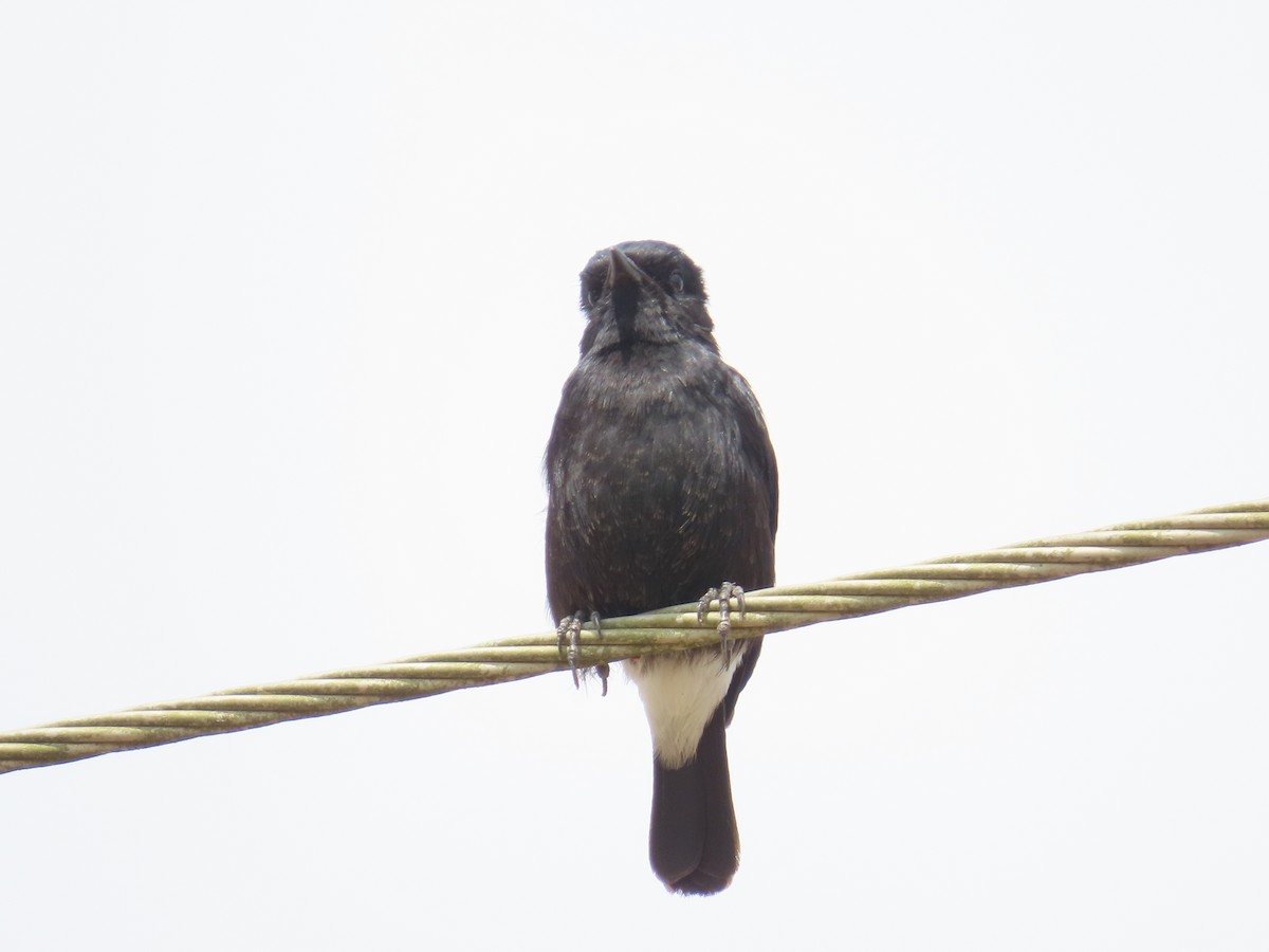 Pied Bushchat - ML646641142
