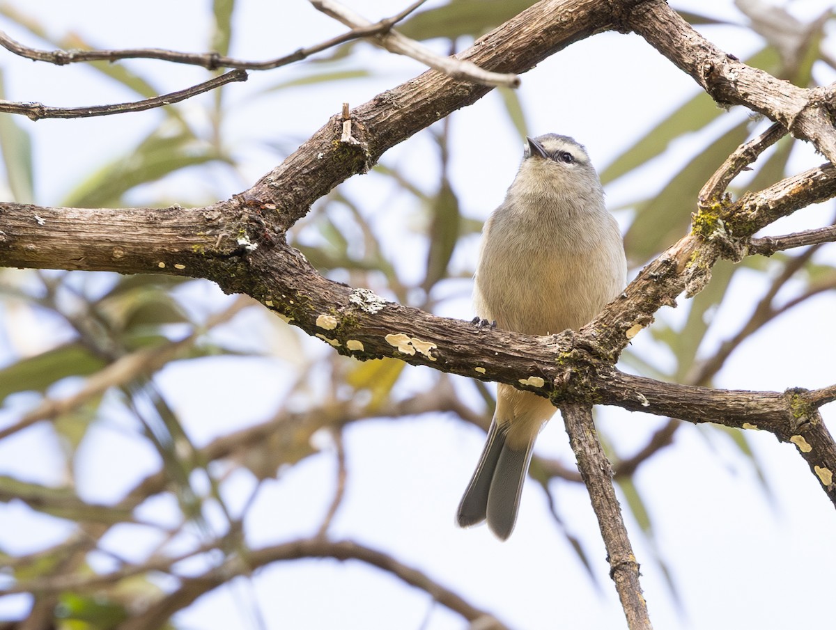 Cinereous Conebill - ML646641146