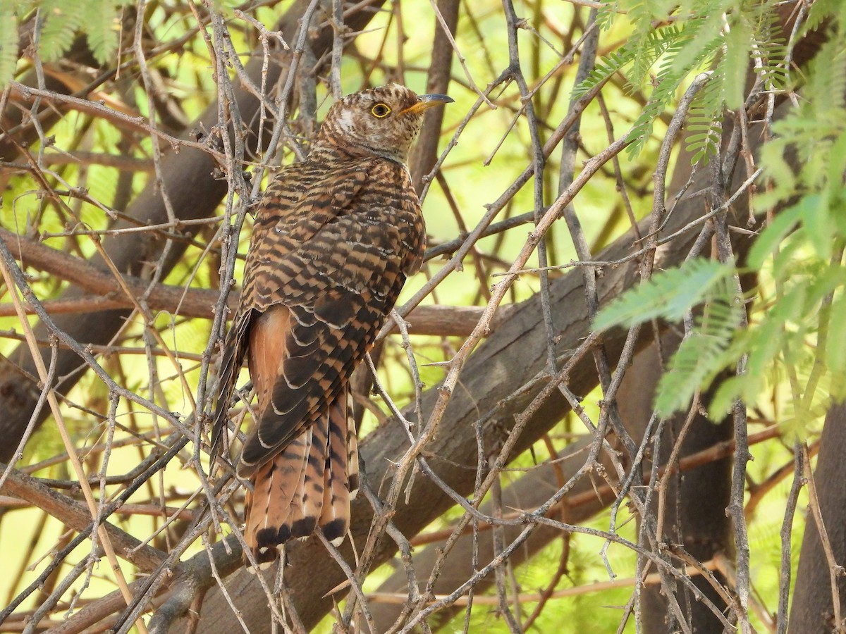 Common Cuckoo - ML646641149