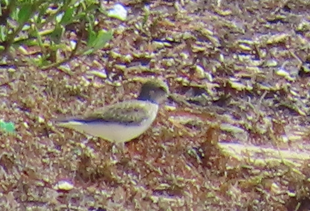 Semipalmated Sandpiper - ML646641150